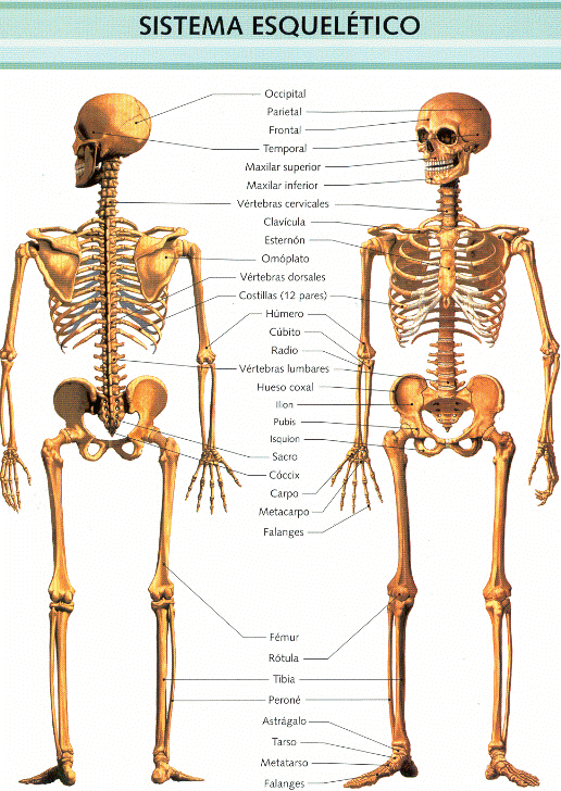 El cuerpo humano, una maquinaria maravillosa: Esqueleto Humano frente