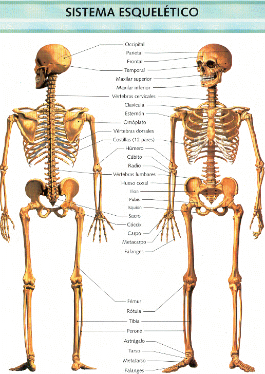 SISTEMA OSEA CON NOMBRES - Imagui