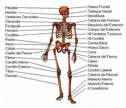 Esquemas del sistema óseo con nombres para imprimir - Imagui