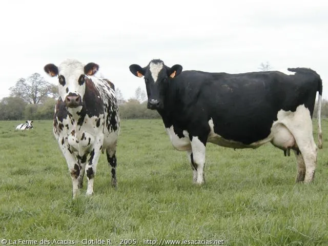 tres vacas pudiera comprar 6 becerros tendria 14 al siguiente tres vacas pudiera comprar 6 becerros tendria 14 al siguiente