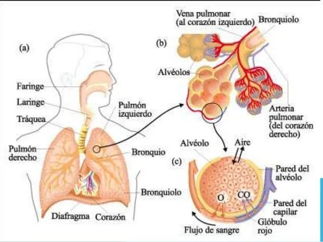 sistema-respiratorio-2013juan- ...
