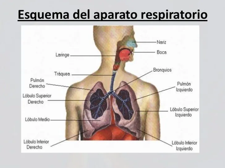 sistema-respiratorio-3-728.jpg ...