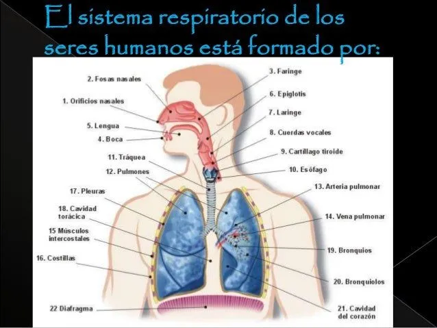 sistema-respiratorio-anatomia- ...