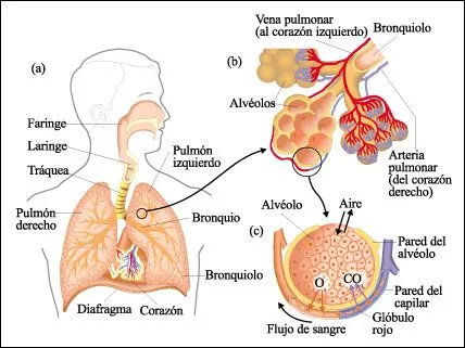 Sistema Respiratorio | Biblioteca de Investigaciones