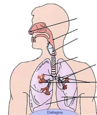 Esquema del aparato respiratorio con nombres - Imagui