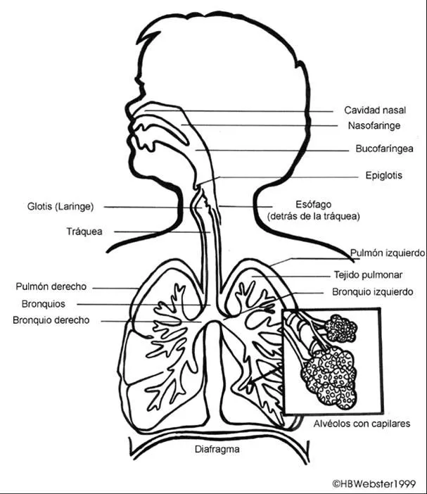Sistema respiratorio sin partes para colorear - Imagui
