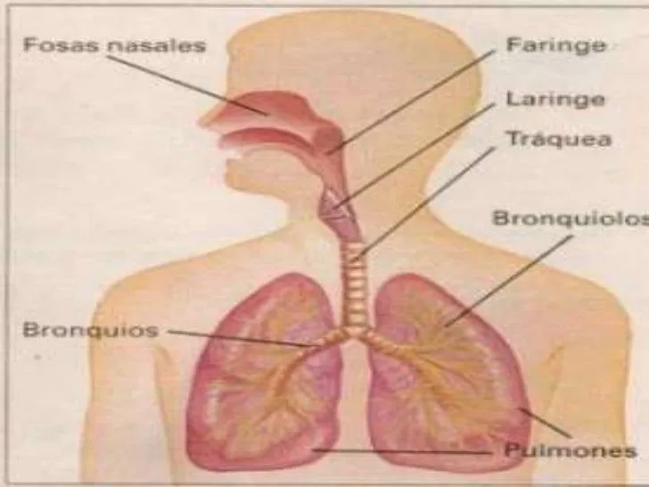 sistema-respiratorio-humano-2- ...