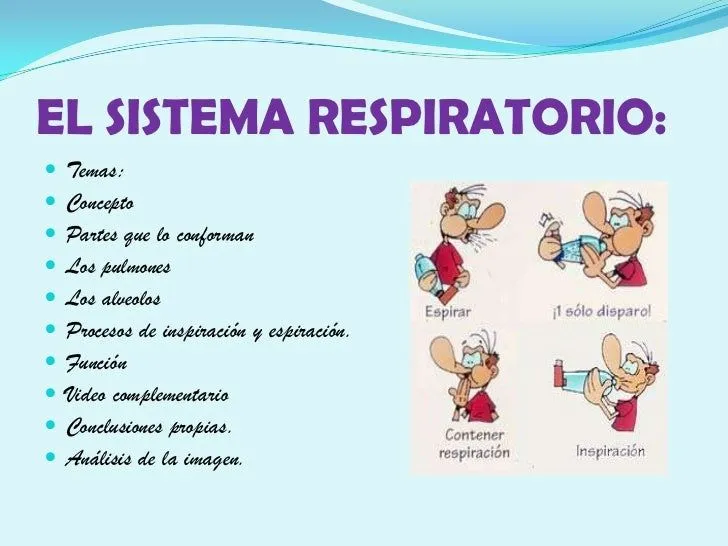 sistema-respiratorio-humano-2- ...