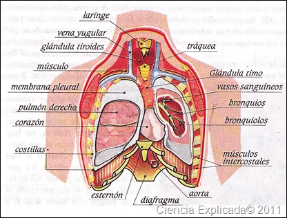 El Sistema Respiratorio Humano - Ciencia Explicada