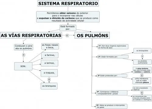 Cuadro sinoptico de sistema respiratorio - Imagui