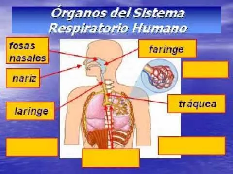Sistema respiratorio. | Maquetas de los sistemas digestivos ...