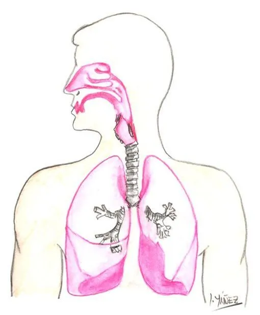Imágenes del sistema respiratorio para pintar - Imagui