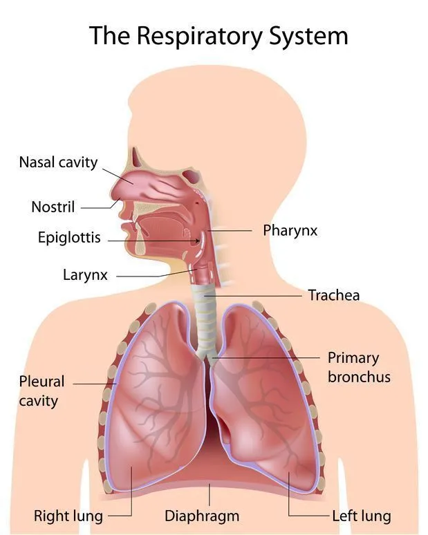 Sistema respiratorio con sus nombres - Imagui