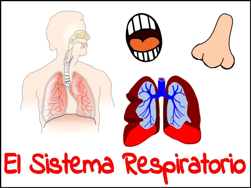 El Sistema Respiratorio | Proyecto Educere
