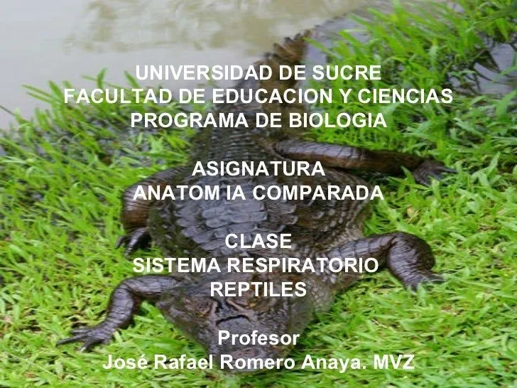 Sistema Respiratorio En Reptiles.