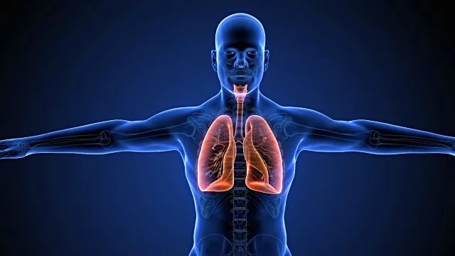 sistema-respiratorio.jpg