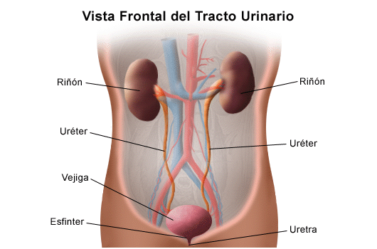 Sistema Urinario | Biblioteca de Investigaciones