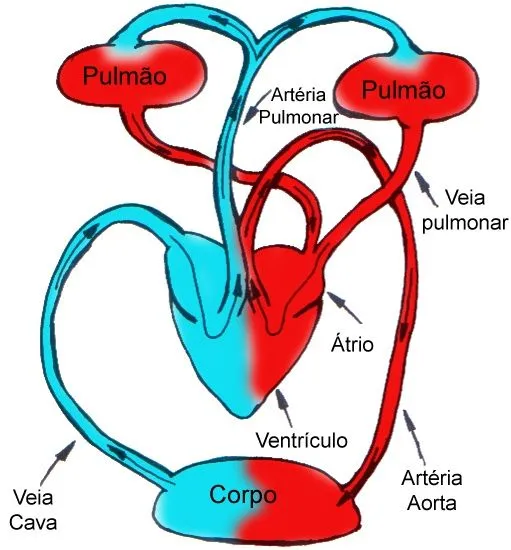 Sistema Venoso - Sistema Circulatório Humano - Anatomia - InfoEscola