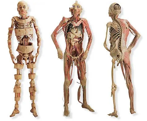 Sistemas y aparatos del cuerpo humano | Biblioteca de Investigaciones
