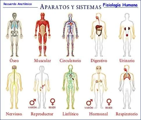 Sistemas y aparatos del cuerpo humano | Biblioteca de Investigaciones