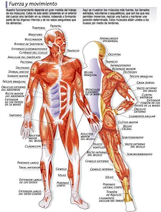 Sistemas y Aparatos: Sistema muscular