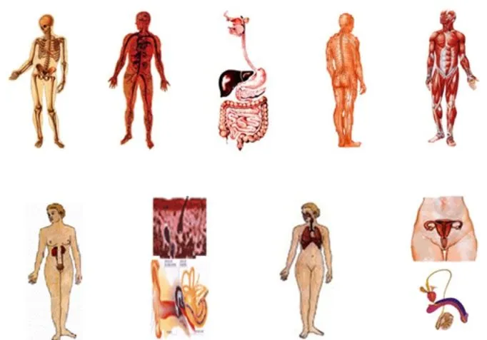 Sistemas del Cuerpo Humano: INTRODUCCIÓN
