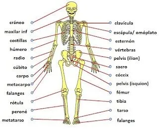 Sistemas del Cuerpo Humano