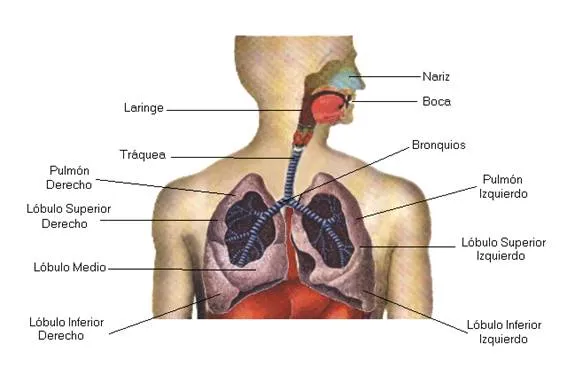 Sistemas Digestivo, Respiratorio, Circulatorio y Excretor de las ...