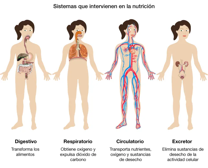 LOS SISTEMAS DE NUTRICIÓN DEL CUERPO HUMANO.: Sistemas que ...