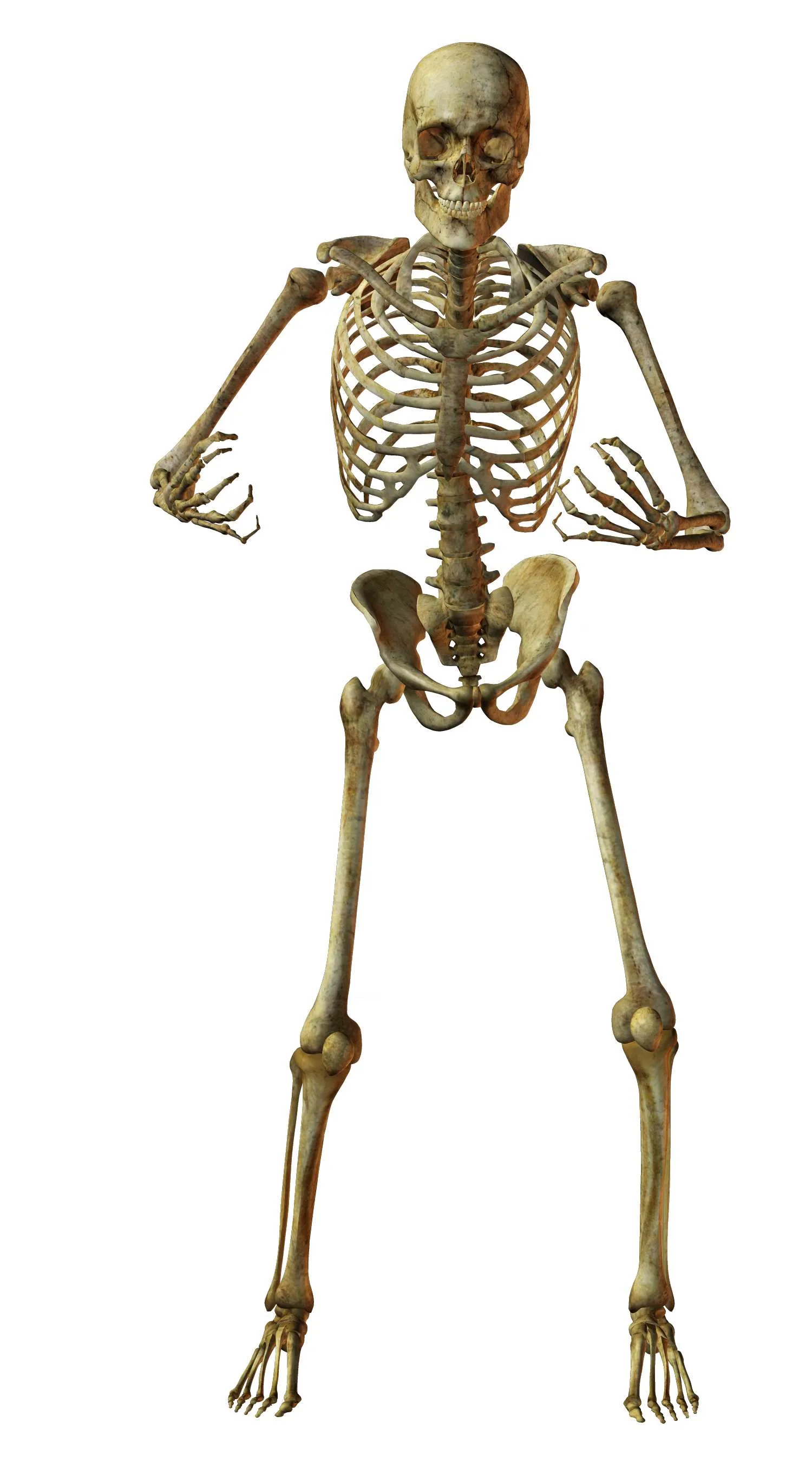 Esqueleto de un bebé animado - Imagui