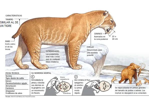 El Smilodón o tigre dientes de sable. | Animales prehistóricos