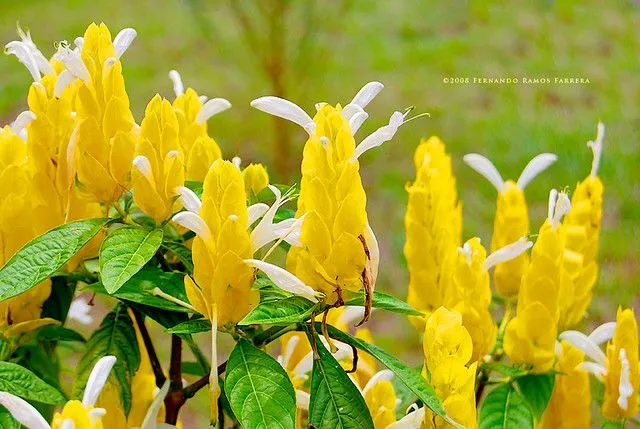 Snap Flores amarillas photos on Pinterest