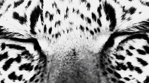 snow leopard gif | Tumblr