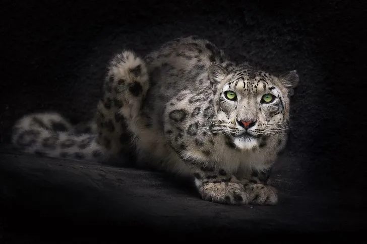 Snow-Leopard-wide-i.jpg