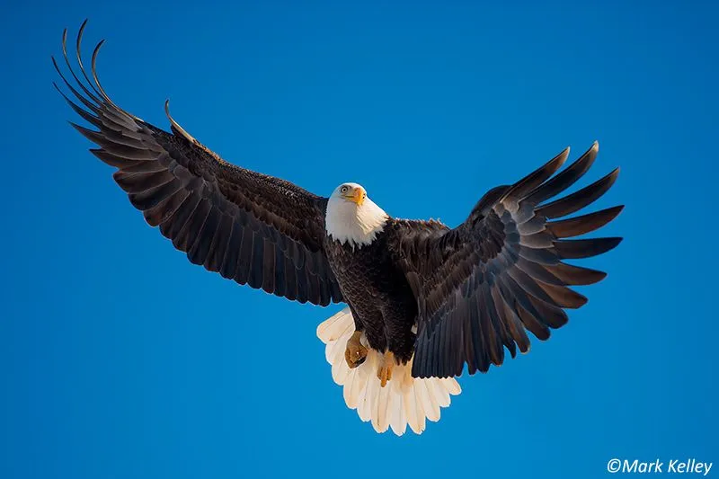 Soaring Eagle” – Photo Art Print P210Mark Kelley | Mark Kelley