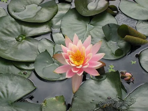 Sociedad, Cultura y Protocolo en China y Corea: CHINA, SUS FLORES ... Sociedad, Cultura y Protocolo en China y Corea: CHINA, SUS FLORES ...