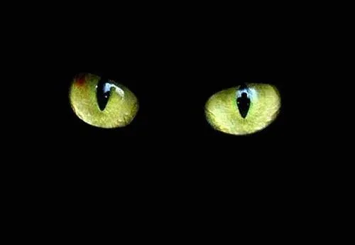 Sol de Medianoche: Maullidos de un gato negro. Sol de Medianoche: Maullidos de un gato negro.