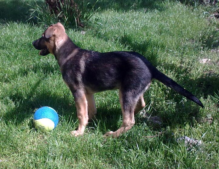 SOLES Y LUNAS SIN HOGAR: ODIN, X DE PASTOR ALEMAN DE 3 MESES ... SOLES Y LUNAS SIN HOGAR: ODIN, X DE PASTOR ALEMAN DE 3 MESES ...