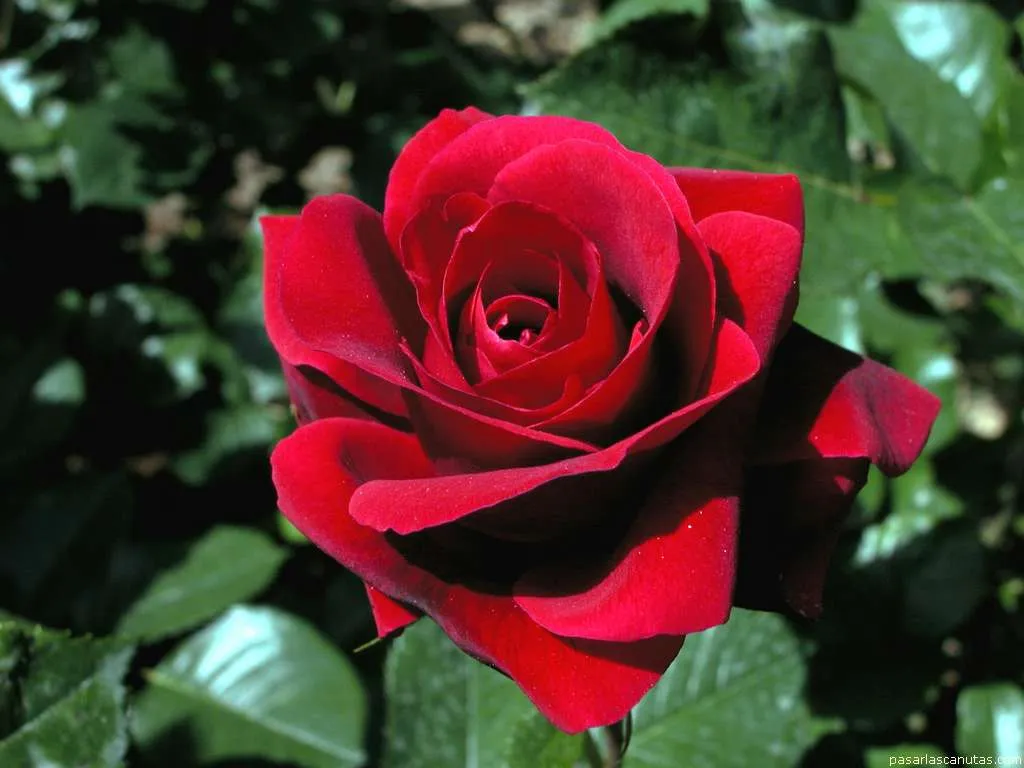 Solonosotras.com | El poder curativo de las rosas