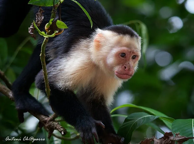 Solsones en Imagenes: Fauna de Costa Rica.Mono Cara Blanca o Capuchino