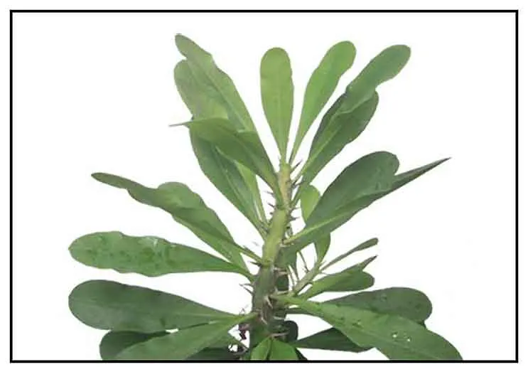 Soro-soro / Milk hedge / Euphorbia neriiflolia: Philippine ...
