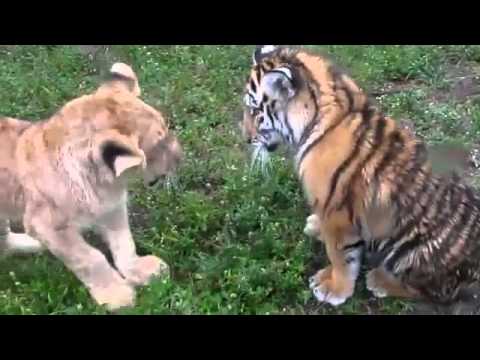 Sorprendente Bebe leon contra tigre bebe - YouTube