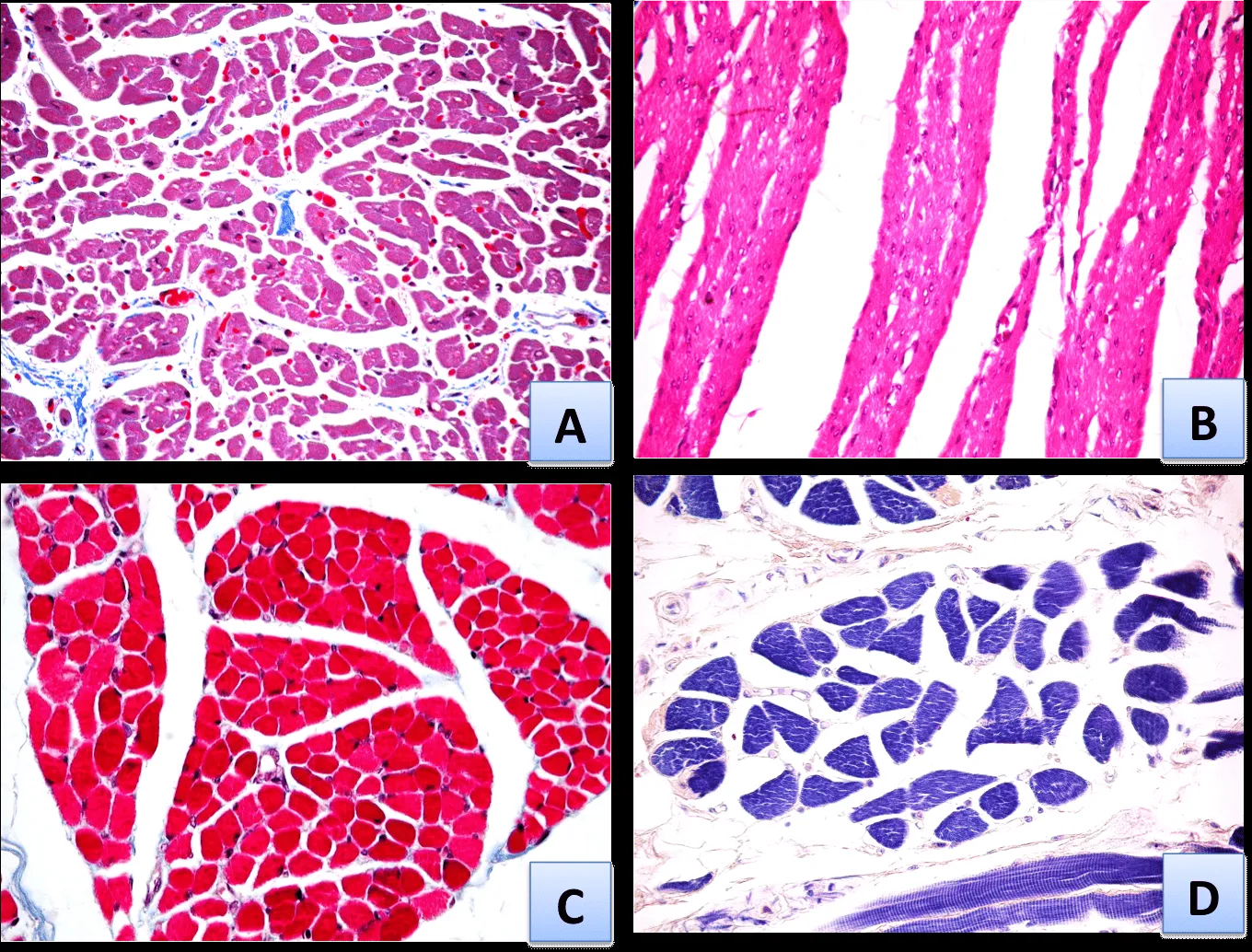 SOS BIOLOGIA CELULAR Y TISULAR: TEJIDOS. MUSCULAR. CORTES ... SOS BIOLOGIA CELULAR Y TISULAR: TEJIDOS. MUSCULAR. CORTES ...