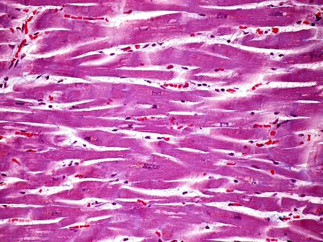 SOS BIOLOGIA CELULAR Y TISULAR: TEJIDOS. MUSCULAR SOS BIOLOGIA CELULAR Y TISULAR: TEJIDOS. MUSCULAR