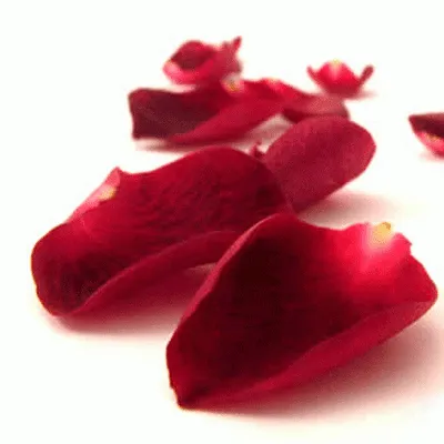 sou fragil como uma petala de rosa mas meu deus e forte como um leao ... sou fragil como uma petala de rosa mas meu deus e forte como um leao ...