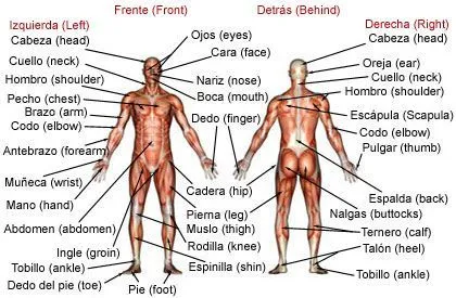 Spanish-English. Cuerpo Humano. Human Body. | Languages | Pinterest