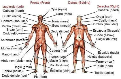 Spanish-English. Cuerpo Humano. Human Body. | Languages | Pinterest Spanish-English. Cuerpo Humano. Human Body. | Languages | Pinterest
