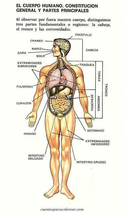 Partes internas del cuerpo para niños - Imagui