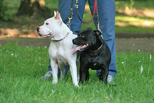 Staffordshire Bull Terrier, amstaff, pit bull… » » www.doogweb.es