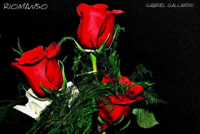 Imagenes de rosas rojas para FaceBook - Imagui
